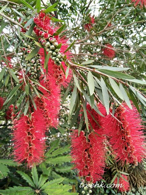 黃金串錢柳風水|串錢柳 (Callistemon viminalis)